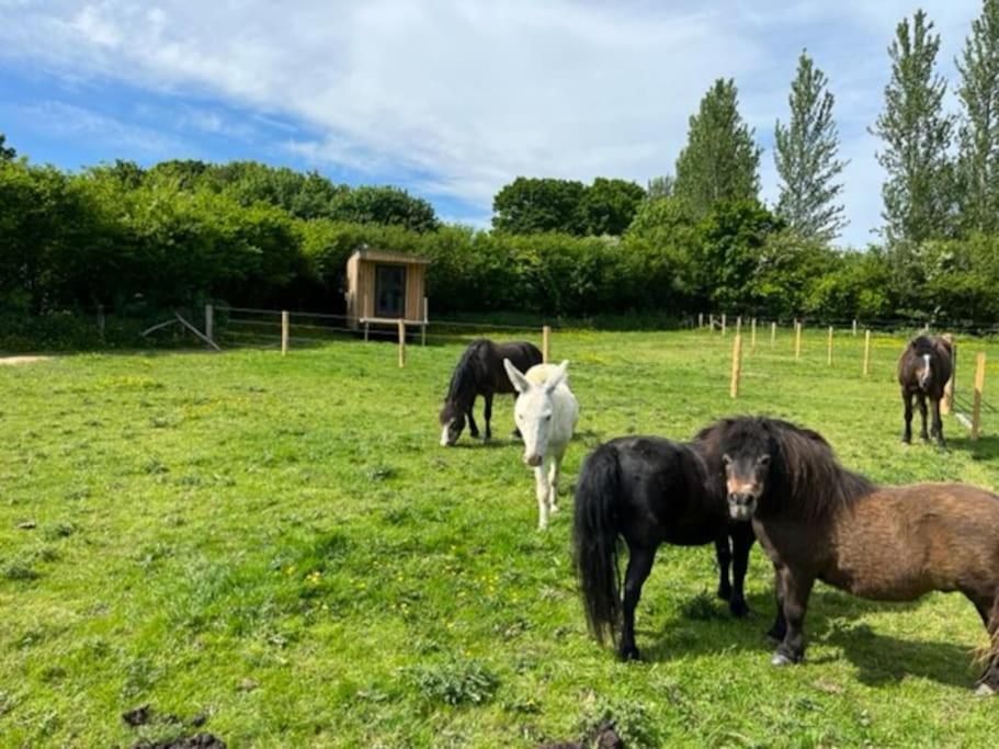 Lodge Neddys Rest Luxury Horsebox Battle