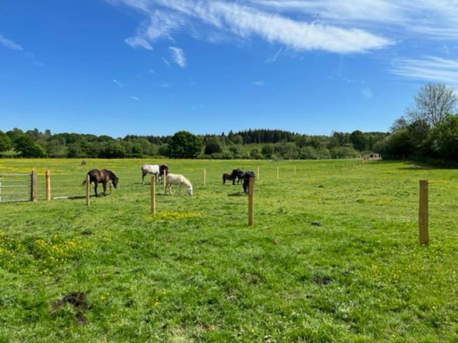 Lodge Neddys Rest Luxury Horsebox Battle