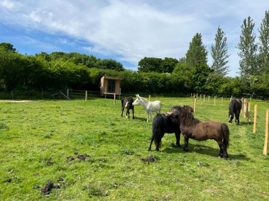 Lodge Neddys Rest Luxury Horsebox